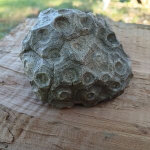 Fossilized Coral Stone
